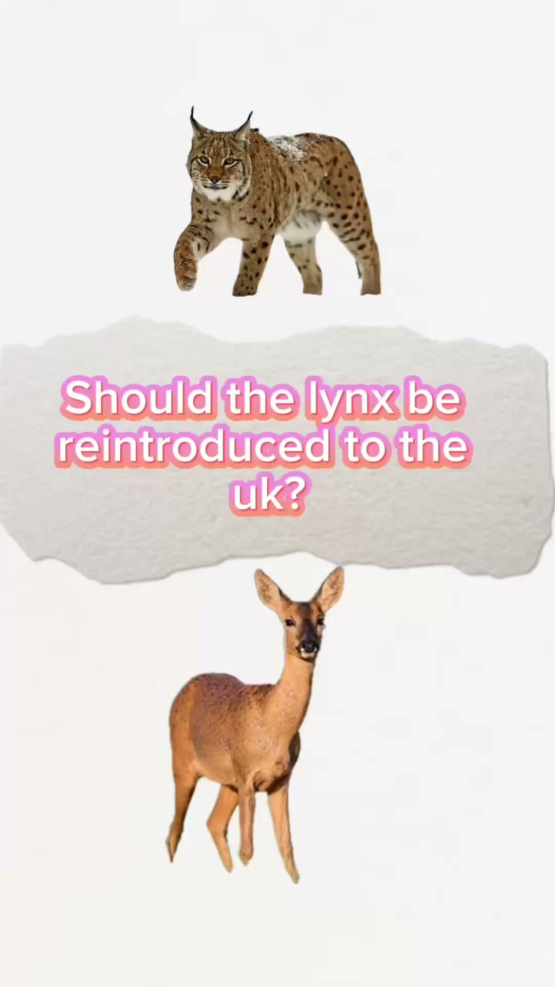 Cover frame for the lynx video. A Eurasian lynx above a roe deer on a pale background, with the caption Should the lynx be reintroduced to the uk?