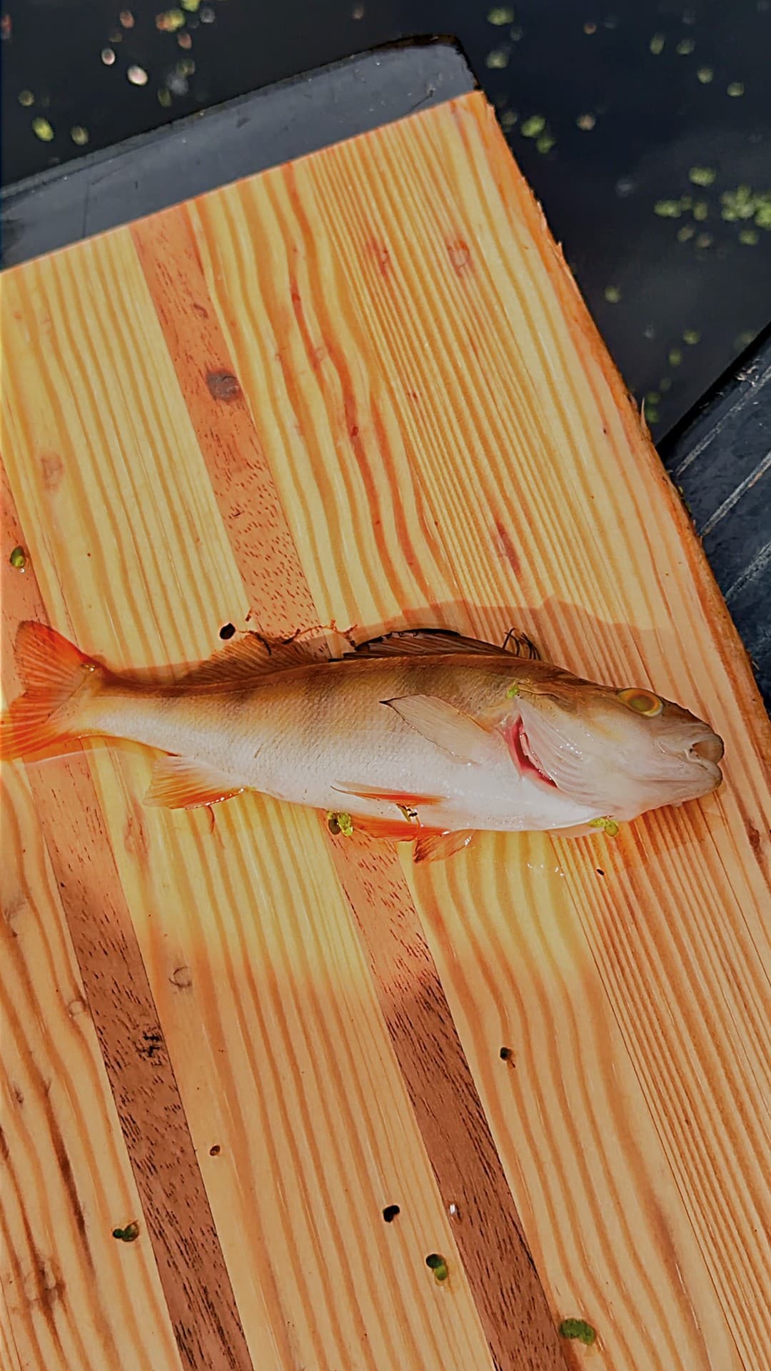 A dead fish lying on the floor of a canoe on the River Wensum in Norwich.